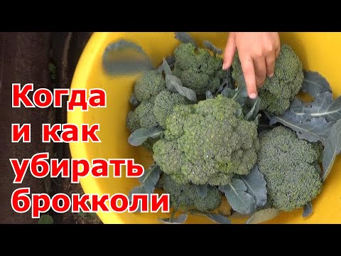 Видео: Уборка капусты брокколи - чтобы капуста не пошла в цвет и дала второй урожай.