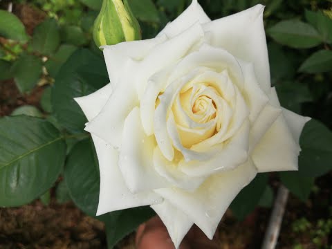 Видео: ПЕРЕСАДКА розы в сентябре