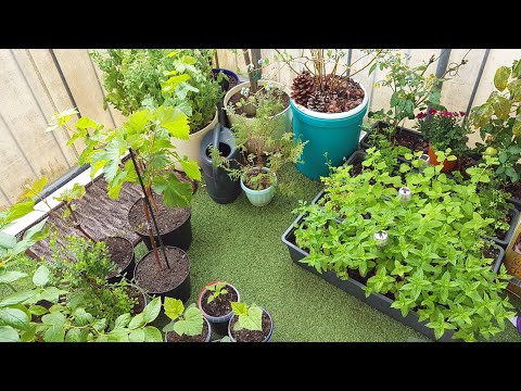 Видео: Огород на балконе: ГОЛУБИКА, ОГУРЕЦ, ИНЖИР, мелиса, мята, помидоры, горох, зелень