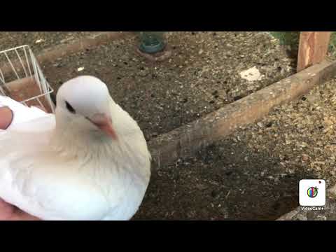 Видео: Начинающим голубятникам