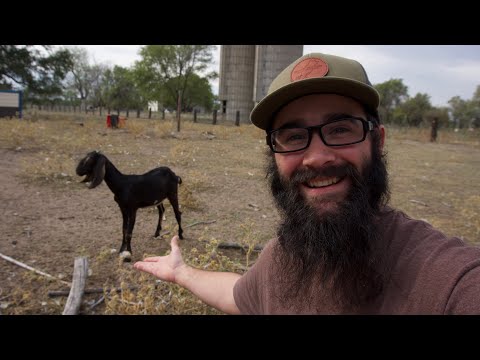 Видео: Я купил козу на аукционе животных амишей!!! (Ч. 3 августа)