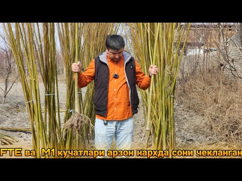 Видео: Дунёда энг тез ўсувчи павловния FTE ва M1 кучатлари!