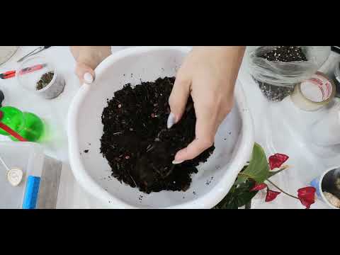 Видео: 🍀Деление антуриума Шел коралл 🍀