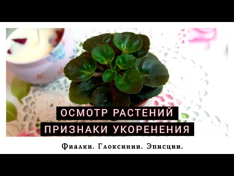 Видео: Уход за растениями. Признаки укоренения.