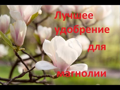 Видео: Таких магнолий вы еще не видели!!!