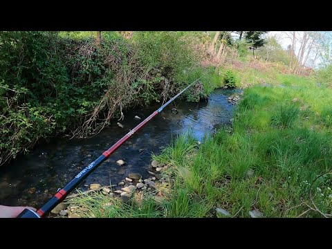 Видео: Крупний Голавль На Струмку. Відмінна Рибалка Получилась