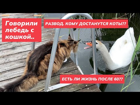 Видео: Развод. Есть ли жизнь после 60?  С кем останутся коты??