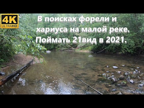 Видео: В поисках форели и хариуса на малой реке. Поймать 21вид в 2021.