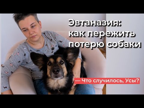 Видео: Что случилось, Усы? Эвтаназия: как пережить потерю собаки