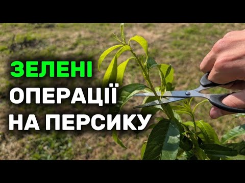 Видео: ЛІТНЯ ОБРІЗКА ПЕРСИКА