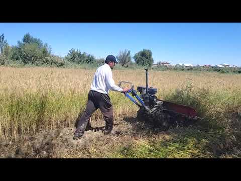 Видео: 8 сентября 2024 г.шоли урим