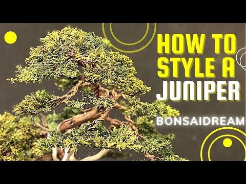 Видео: Как стилизовать можжевельник