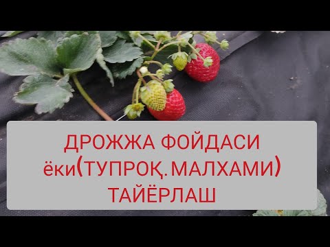 Видео: ДРОЖЖА ФОЙДАСИ  ёки ( ТУПРОҚ МАЛХАМИНИ ТАЙЁРЛАЙМИЗ)+998973439321