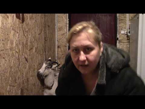 Видео: Скорая помощь козе. Остановка рубца. Козу раздуло.