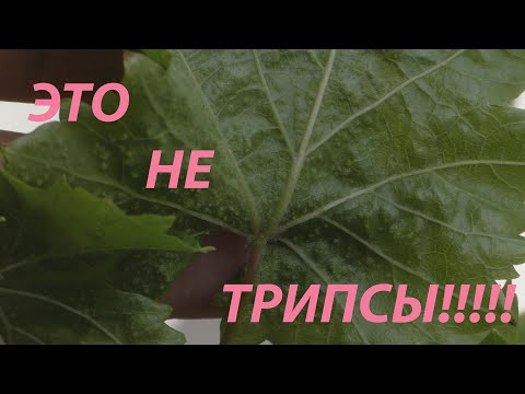 Видео: Это не болезнь, не чума, и не трипс. Оэдэма на саженцах винограда