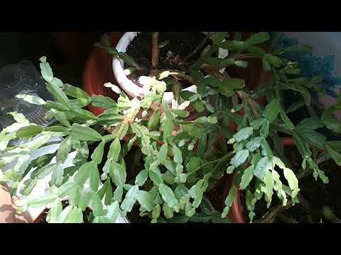 Видео: Декабрист или зигокактус Шлюбмергера- когда начинать подготовку растения к цветению.