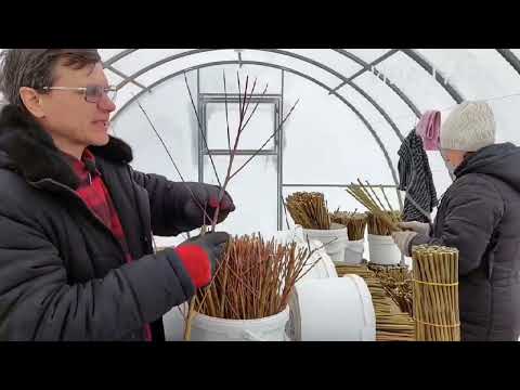 Видео: ЧЕРЕНОК ИВЫ. МЫ ЗА КАЧЕСТВО!