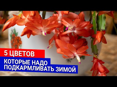 Видео: 5 цветов, которые надо подкармливать зимой