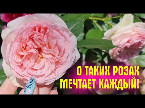 Видео: УРА! Расцвели РОЗЫ! Показываю САМЫЕ КРАСИВЫЕ и НЕПРИХОТЛИВЫЕ сорта