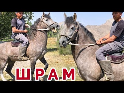 Видео: Максат балбандын Шрамы Сатууда💥