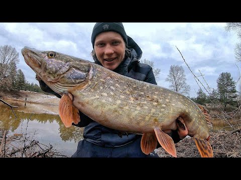 Видео: Щуки лютують на Обвідному! Спінінг 2024. Відкриття сезону