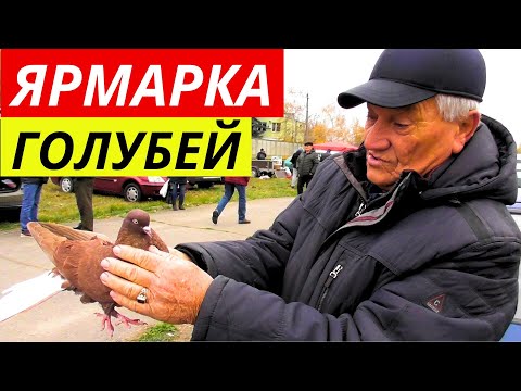 Видео: ЯРМАРКА ГОЛУБЕЙ Обзор г.Павлоград 09.11.2024 Цены 💲 Продажа 📞 Голуби ▶ 1-я часть