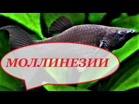 Видео: Моллинезии, содержание, размножение, уход. Моллинезия.