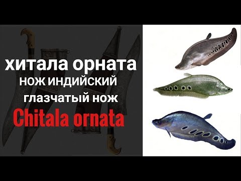 Видео: Индийский нож. Хитала орната.Chitala ornata.