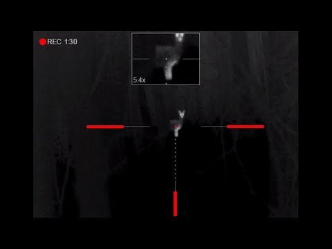 Видео: Охота с тепловизором на косулю