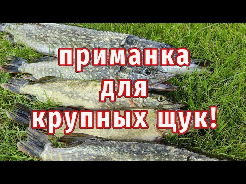 Видео: Эта Приманка выбирает Крупную Щуку осенью!