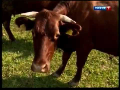 Видео: Красная горбатовская порода КРС