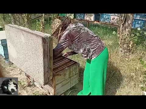 Видео: 29 июля 2025 г.