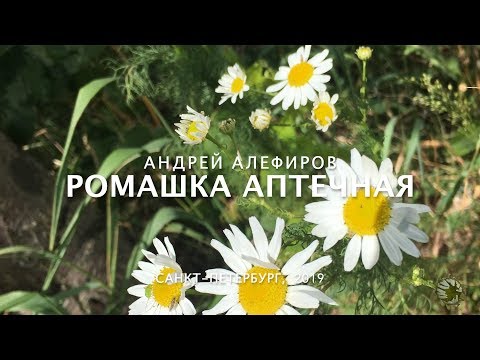 Видео: Ромашка аптечная. Алефиров А.Н.