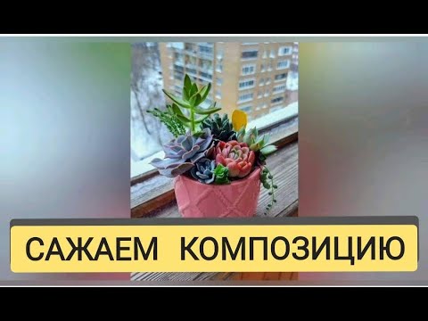 Видео: Композиция из суккулентов 5