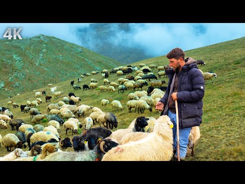 Видео: Одинокий пастух над облаками – Жизнь на безлюдной горе | Документальный фильм
