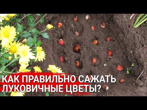 Видео: Как правильно сажать луковичные цветы?