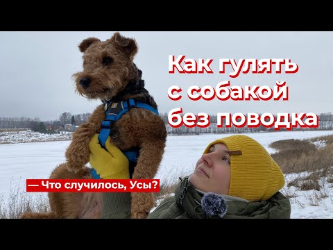 Видео: Что случилось, Усы? Как гулять с собакой без поводка