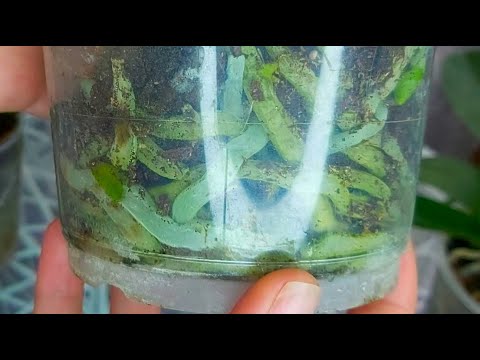 Видео: Просто ПОСТАВЬ ТАК! Корни орхидеи ВЗОРВУТ горшок