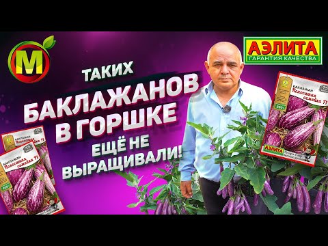 Видео: Полосатый Длинный Баклажан. Гибрид Баклажанов Полосатая Семейка F1