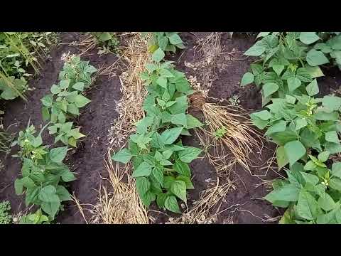 Видео: Жидкие удобрения для фасоли Обзор