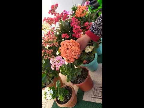 Видео: Каланхоэ гул хакида кискача маьлумот.