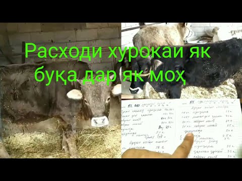 Видео: Парвариши чорво. Расходи хурока ба ҳар як буқа дар як моҳ.