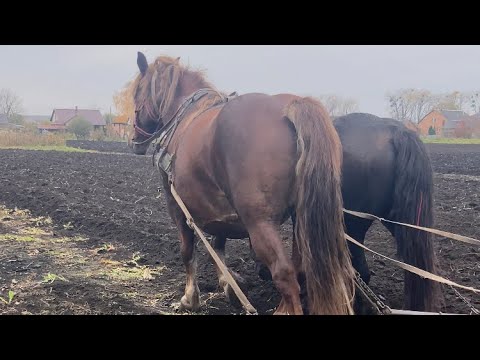 Видео: Оранка на зиму|Коні Львівщини|Коні в роботі