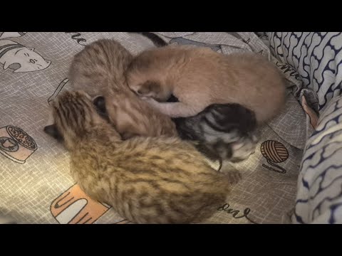 Видео: Вес котят Шанель в сутки 😊