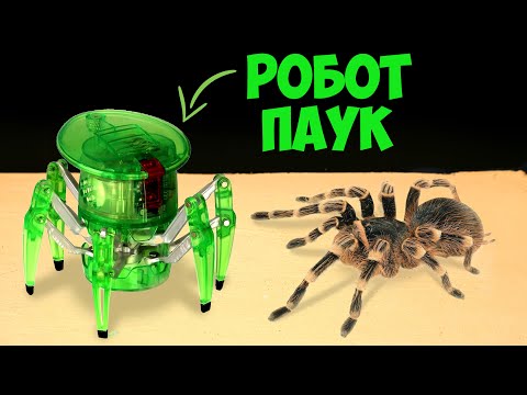 Видео: ЧТО БУДЕТ ЕСЛИ БОЛЬШОЙ ПАУК УВИДИТ РОБОТА ПАУКА HEXBUG? ХИТРАЯ СХВАТКА РОБОТА И ПАУКА