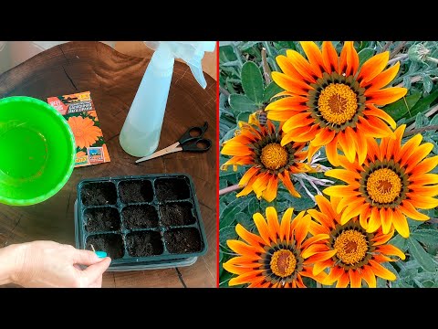 Видео: СРОЧНО СЕЕМ ГАЦАНИЮ!!! Посев гацании сортовой. Грунт, условия прорастания