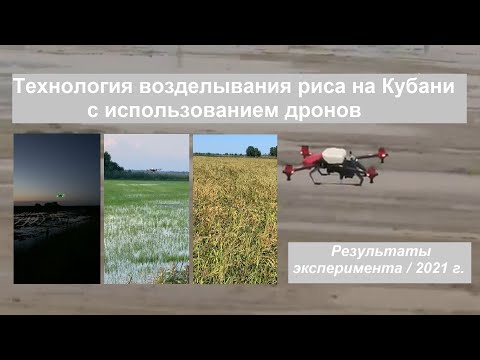 Видео: Технология возделывания риса на Кубани с использованием дронов / результаты эксперимента / 2021 г