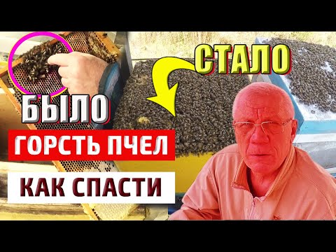 Видео: Слабые семьи. Матка и горсть пчел. Как спасти пчел?