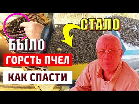 Видео: Слабые семьи  Матка и горсть пчел Как спасти пчел