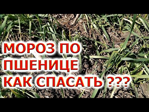 Видео: ЧЕМ СПАСАТЬ ПШЕНИЦУ после МОРОЗА | вносим АКМ